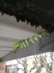 Asplenium praemorsum