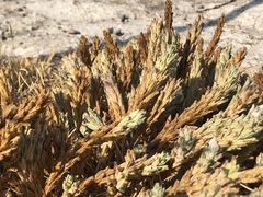 Chloropyron palmatum