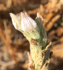 Chloropyron palmatum