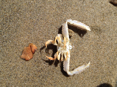 Latulambrus occidentalis