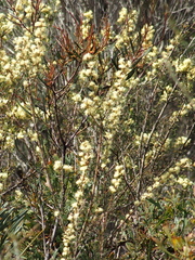 Petrophile squamata