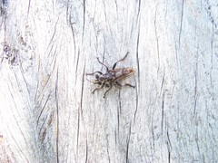 Andrenosomatini