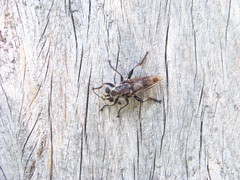 Andrenosomatini