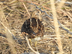 Gallinago magellanica