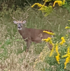 Odocoileus virginianus
