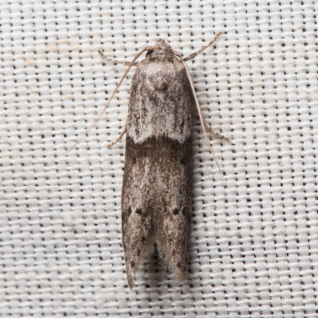 Acorn moth