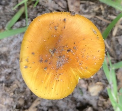 Amanita flavoconia image