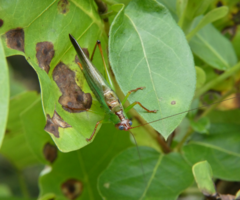 Orchelimum pulchellum