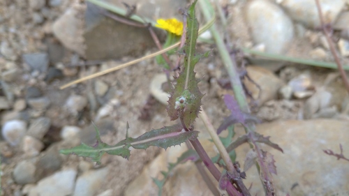 Sonchus image