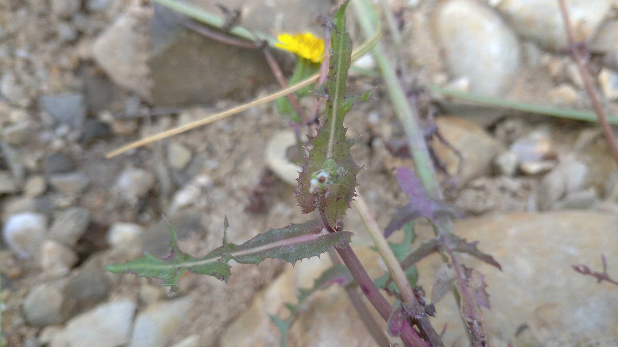 Sonchus oleraceus image