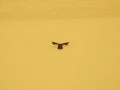 Monobolodes prunaria