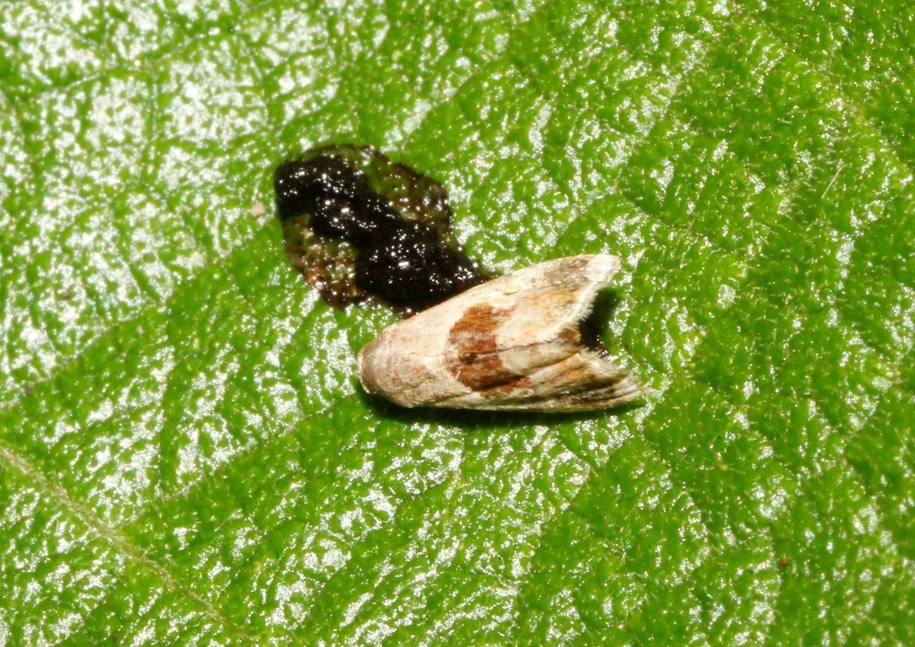 Harp-winged Tripudia Moth