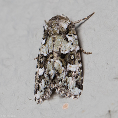 Lacinipolia strigicollis