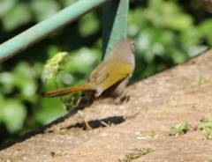 Embernagra longicauda