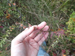 Ludwigia hirtella