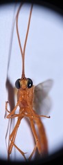 Enicospilus glabratus