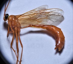 Enicospilus glabratus