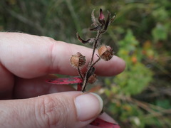 Ludwigia hirtella