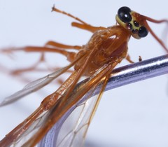 Enicospilus glabratus