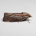 Greater Wax Moth - Photo (c) Ken-ichi Ueda, some rights reserved (CC BY), uploaded by Ken-ichi Ueda