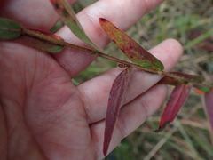 Ludwigia hirtella