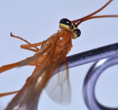 Enicospilus glabratus