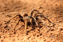Harpactirinae