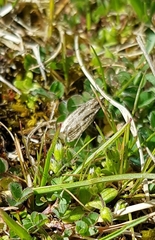 Orocrambus corruptus