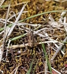 Orocrambus corruptus