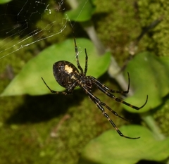 Azilia affinis