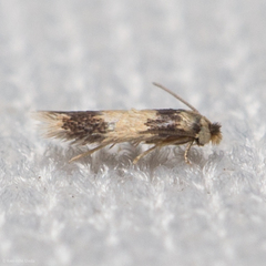 Nepticuloidea