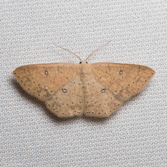 Cyclophora dataria