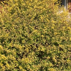 Ligustrum × vicaryi