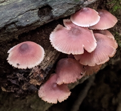 Mycena haematopus