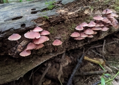 Mycena haematopus