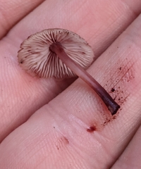 Mycena haematopus