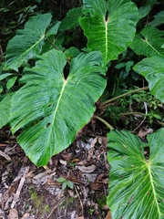 Philodendron pseudoverrucosum