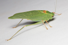 Microcentrum californicum