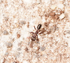 Rhytidoponera tasmaniensis