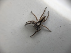 Menemerus bivittatus