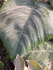 Angiospermae