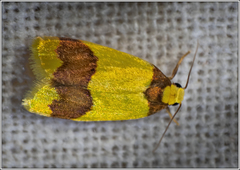 Heterallactis microchrysa