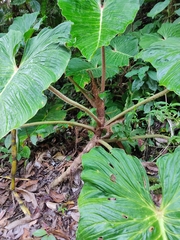 Philodendron pseudoverrucosum