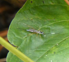 Sphelodon phoxopteridis