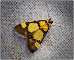 Deuterarcha xanthomela