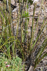 Lomandra collina