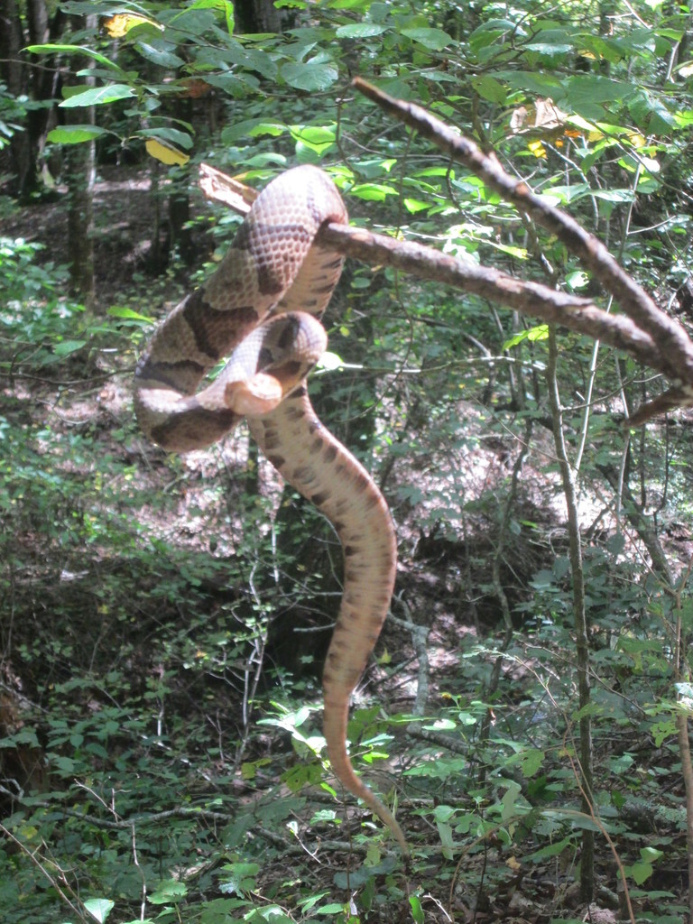 Eastern Copperhead from Alexander County, NC, USA on September 26, 2020 ...