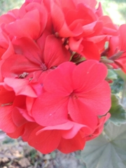 Pelargonium