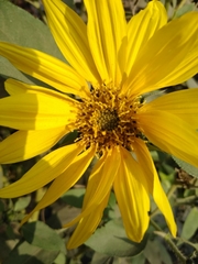 Asteroideae