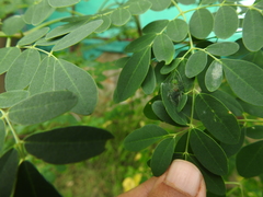 Bijoaraneus mitificus